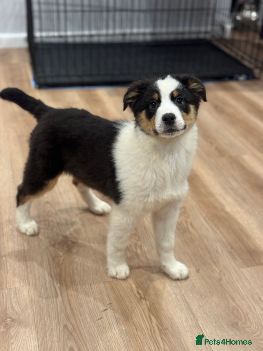 Australian Shepherd dogs for sale: 2 KC registered girl Australian Shepard puppy! - Advert 3