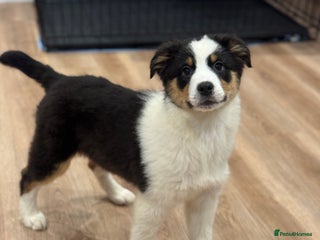 Australian Shepherd dogs 1 KC registered girl Australian Shepard puppy! - Advert 1