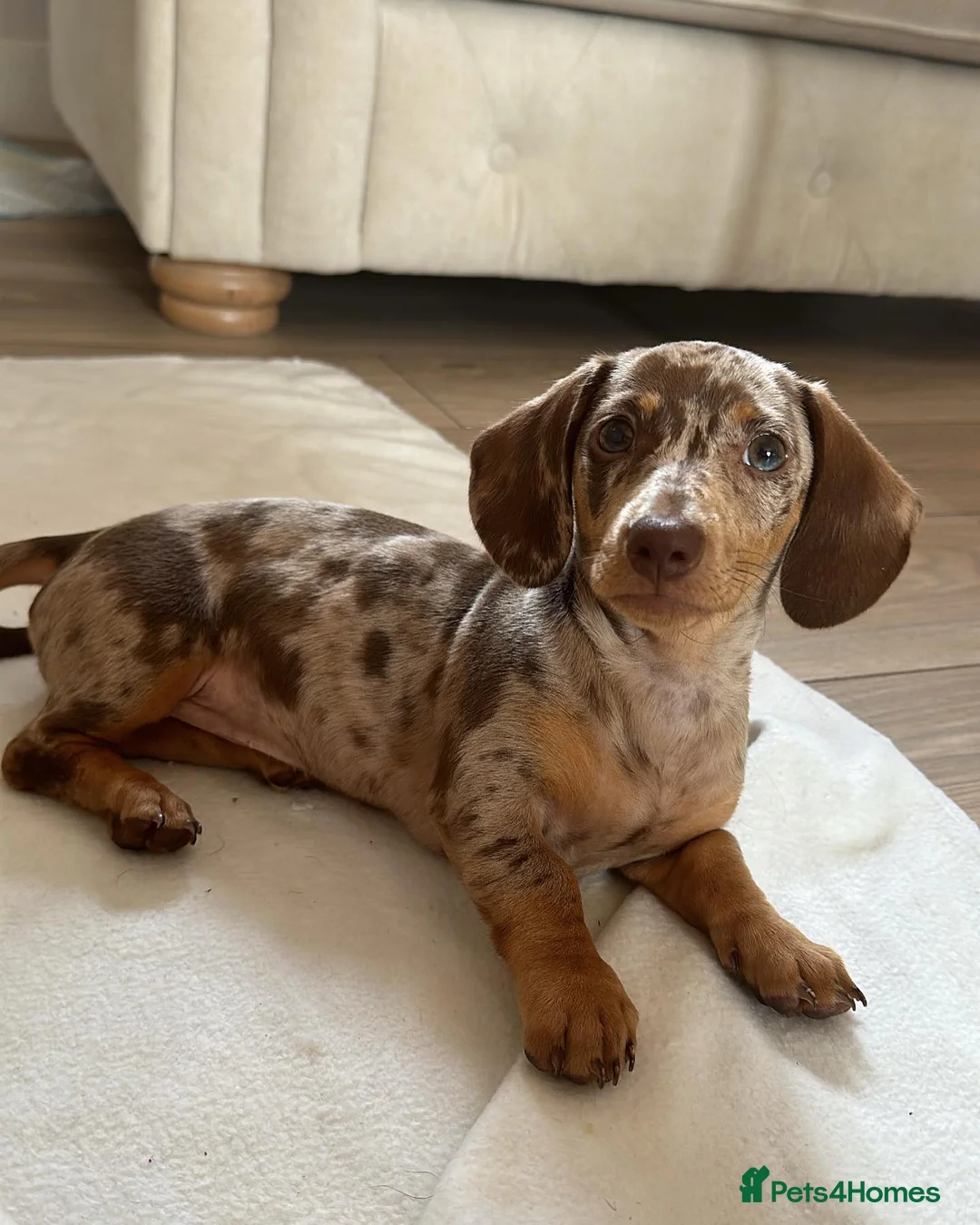 Miniature Dachshund dogs for sale: Beautiful Miniature Dachshund puppy Bella - Advert 5