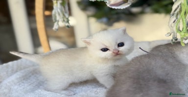 British Shorthair cats - Advert 13