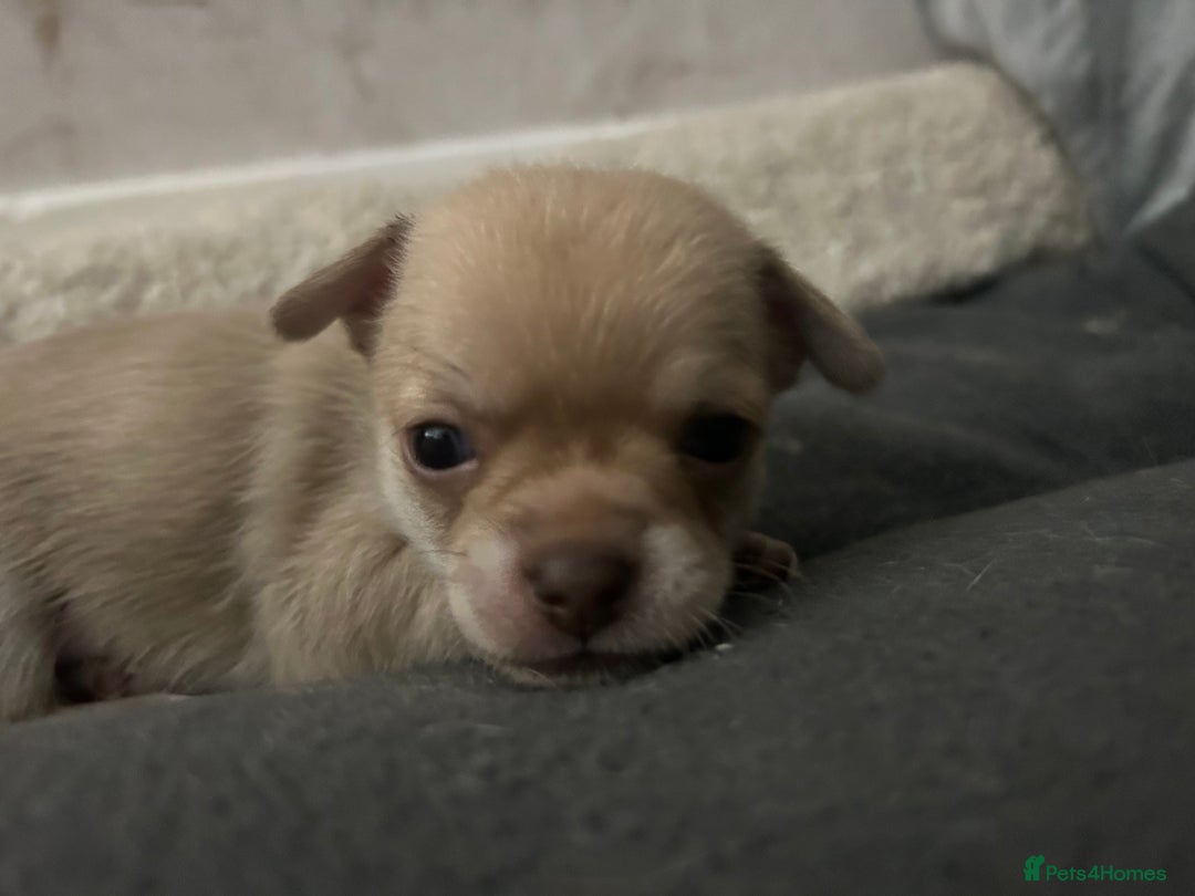 Chihuahua dogs for sale: smooth coat chihuahuas. Only the little boy left  - Advert 19