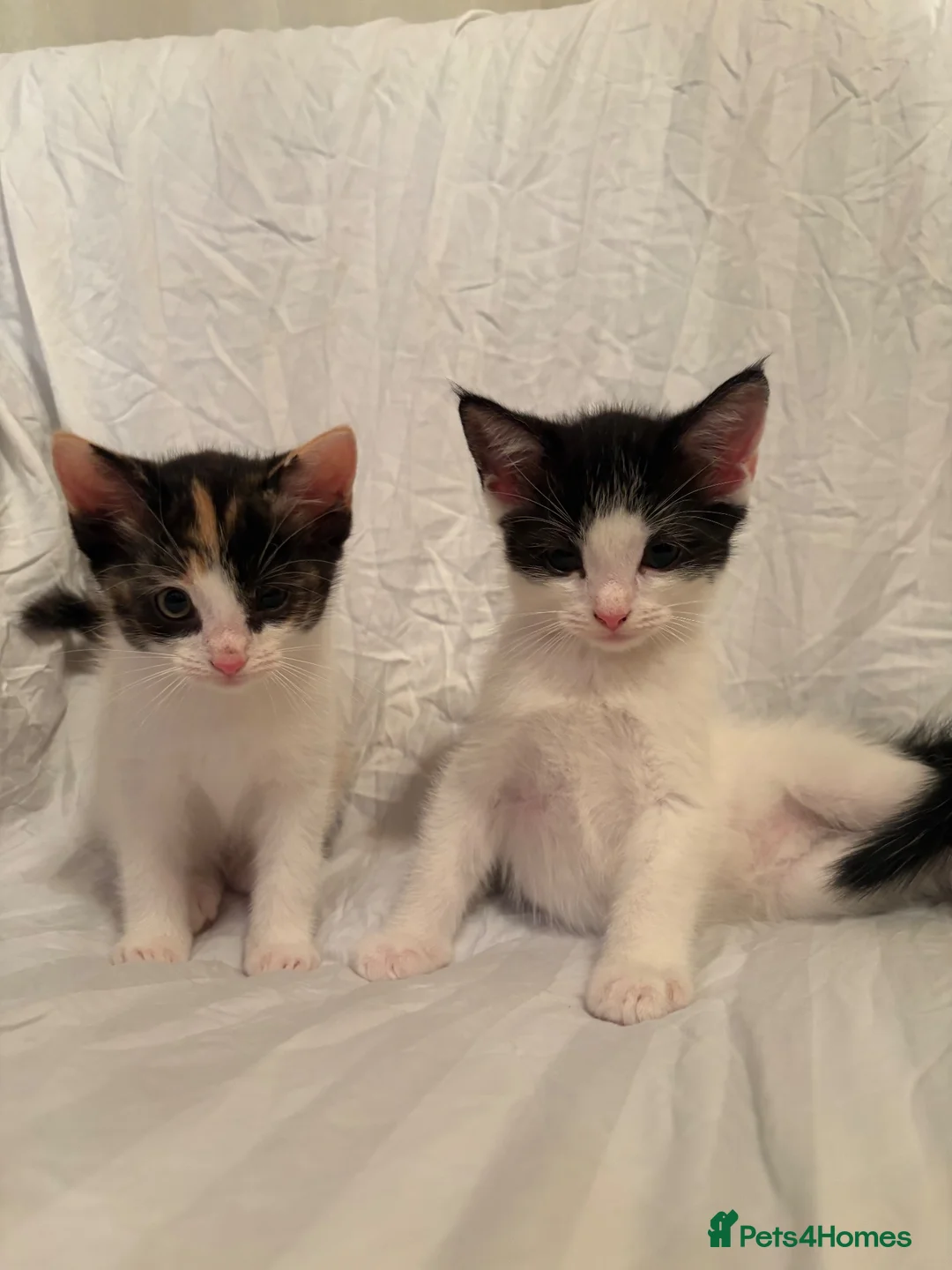 Mixed Breed cats for sale: Ragdoll mixed kittens 🐈‍⬛  - Advert 25