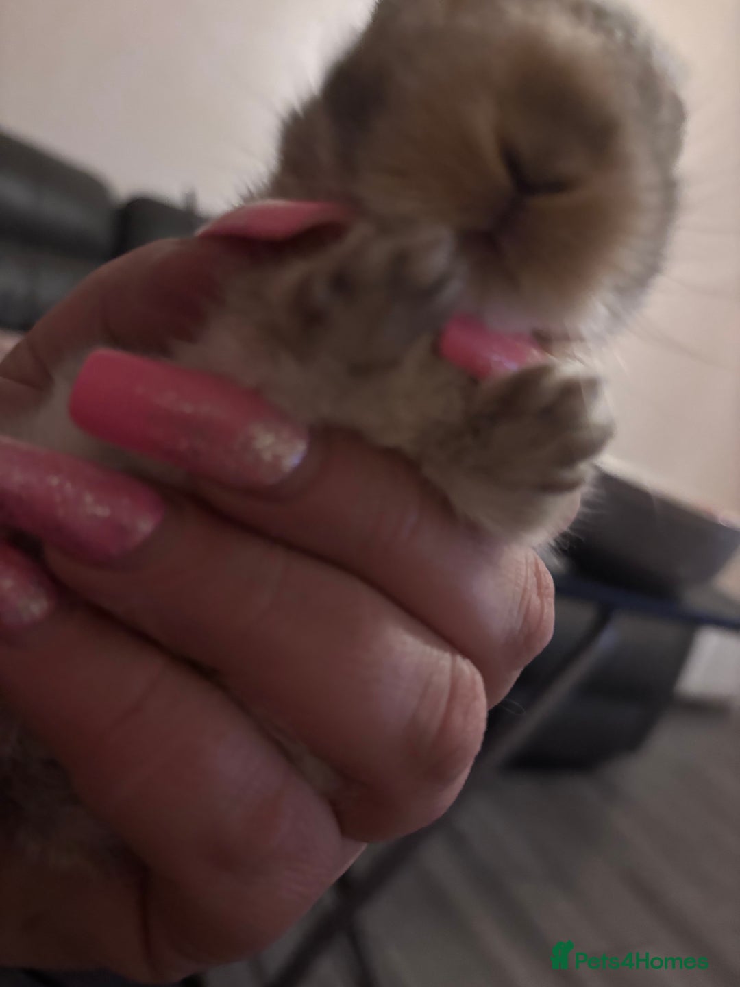 Mixed Breed rabbits for sale: Dwarf lop bunnies  - Advert 8