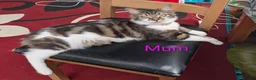 Siberian cats for sale: Siberian crossed kittens  - Advert 2