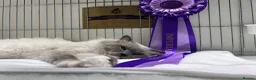 Ragdoll cats for sale:  2 Beautiful Long-Haired Ragdoll Cross  - Advert 23