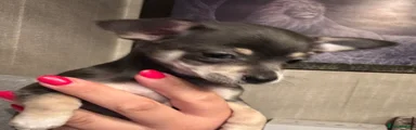 Chihuahua 2