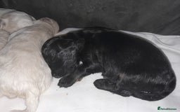 Maltipoo dogs for sale: F1 Health Tested Toy Maltipoos Ready in December - Image 7