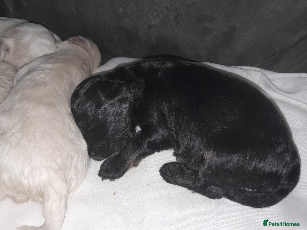 Maltipoo dogs for sale: F1 Health Tested Toy Maltipoos Ready in December - Image 7