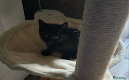Mixed Breed cats for sale: Kittens For Sale - Image 13