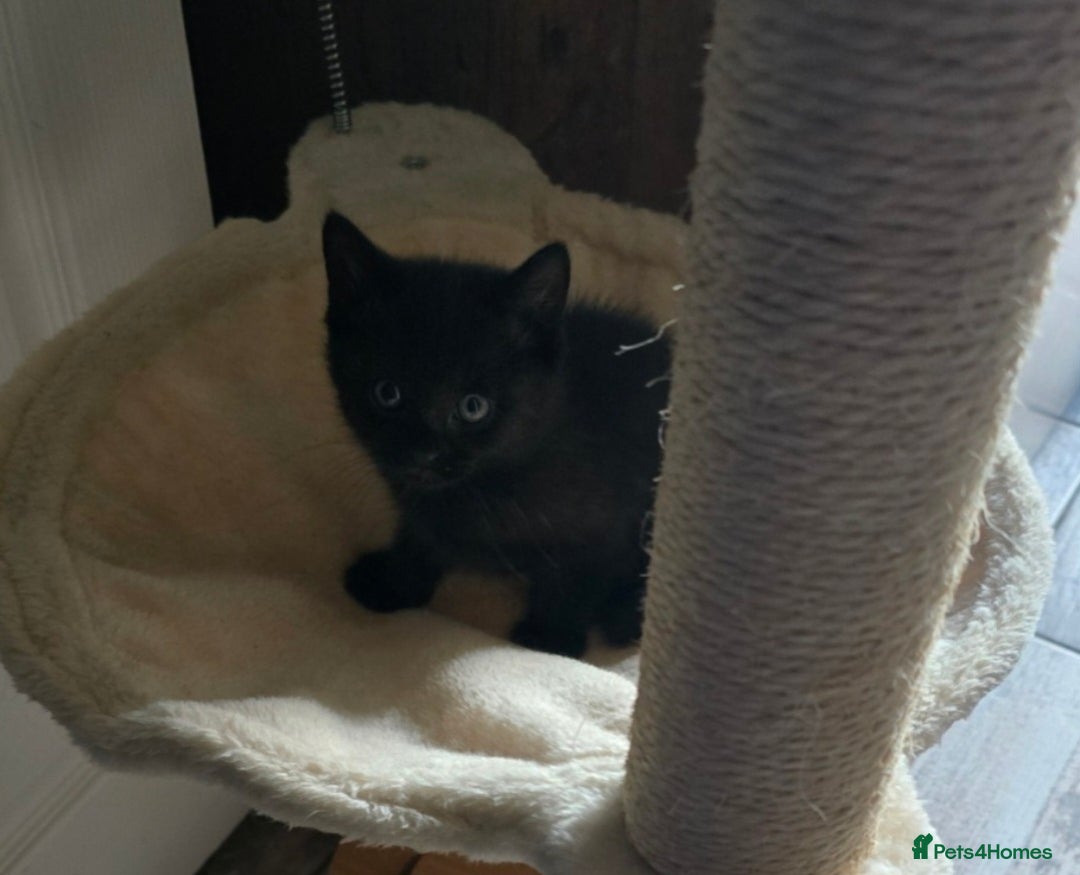 Mixed Breed cats for sale: Kittens For Sale - Image 13