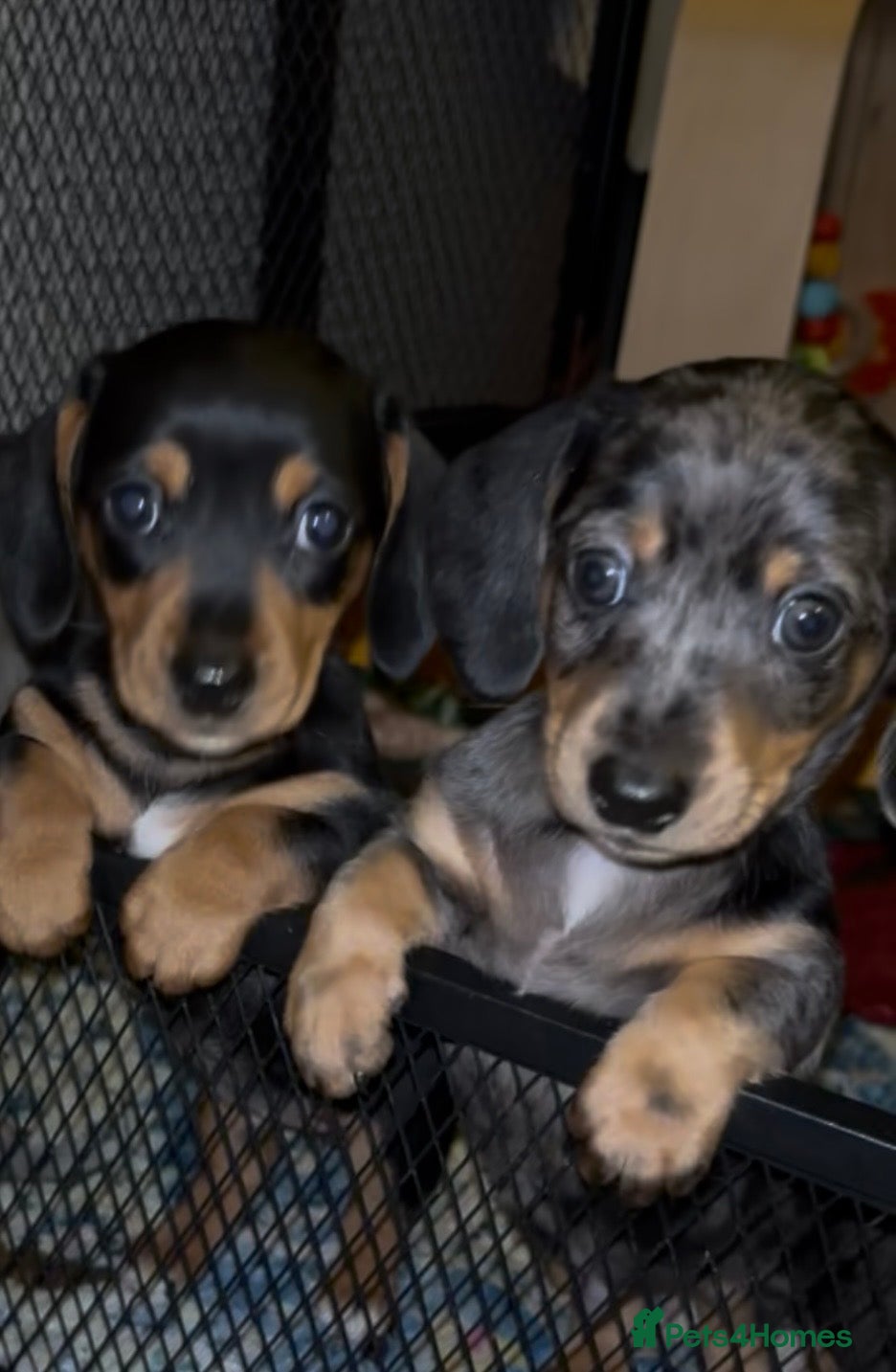 Miniature Dachshund dogs Minature smooth haired dachshunds  - Advert 6