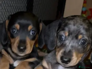 Miniature Dachshund dogs Minature smooth haired dachshunds - Advert 6