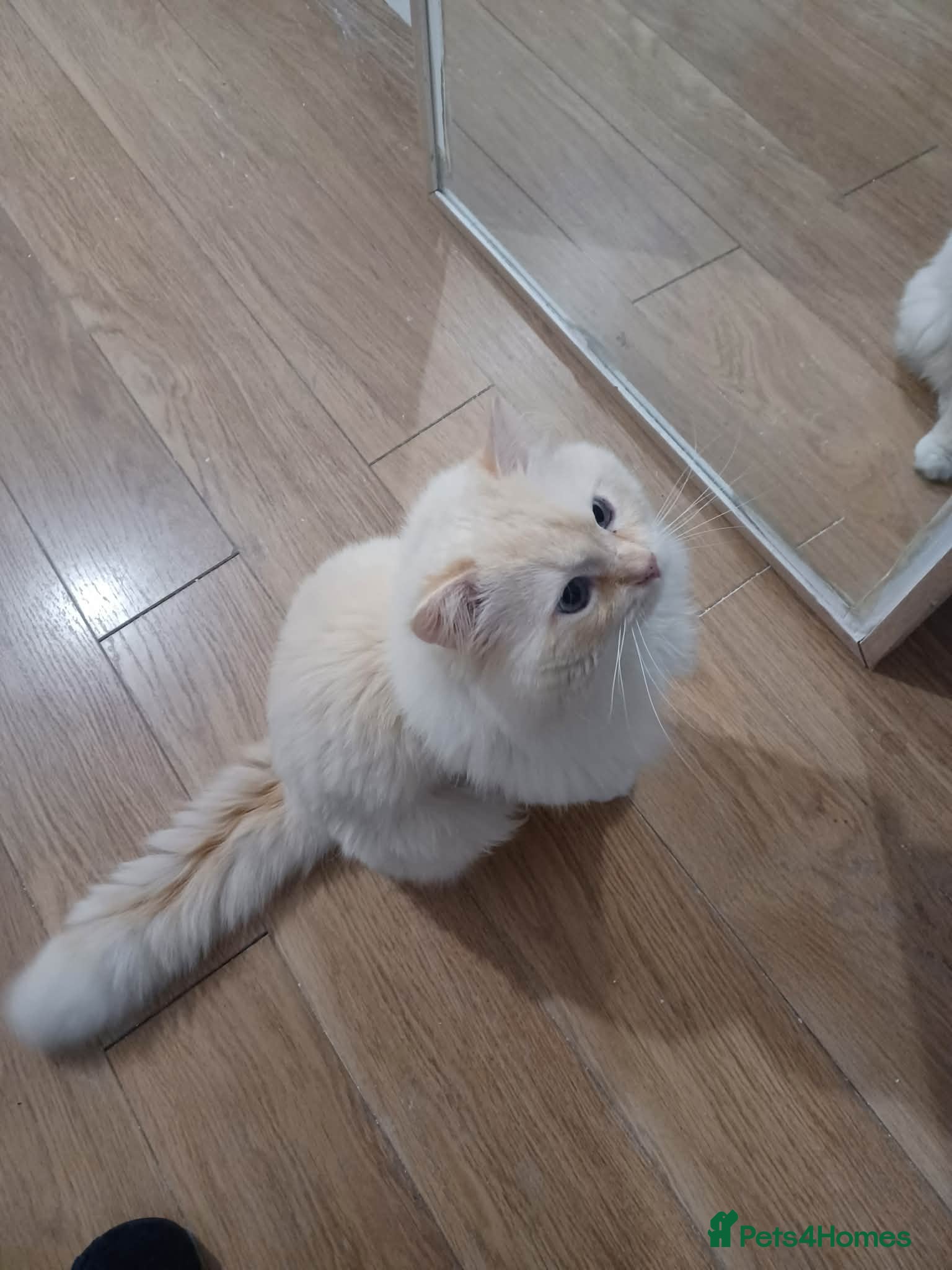Ragdoll cats 🐱 Stud Available – Ragdoll (West Midlands) - Advert 1
