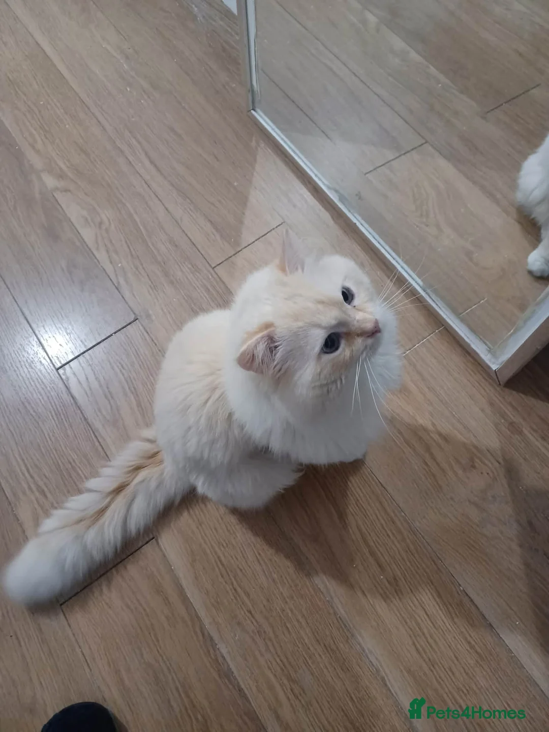 Ragdoll cats for stud: 🐱 Stud Available – Ragdoll (West Midlands) in Birmingham - Advert 1