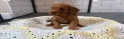 Cavapoo dogs for sale: Beautiful Cavapoo pups ready to leave 20th August! in Thetford - Advert 6
