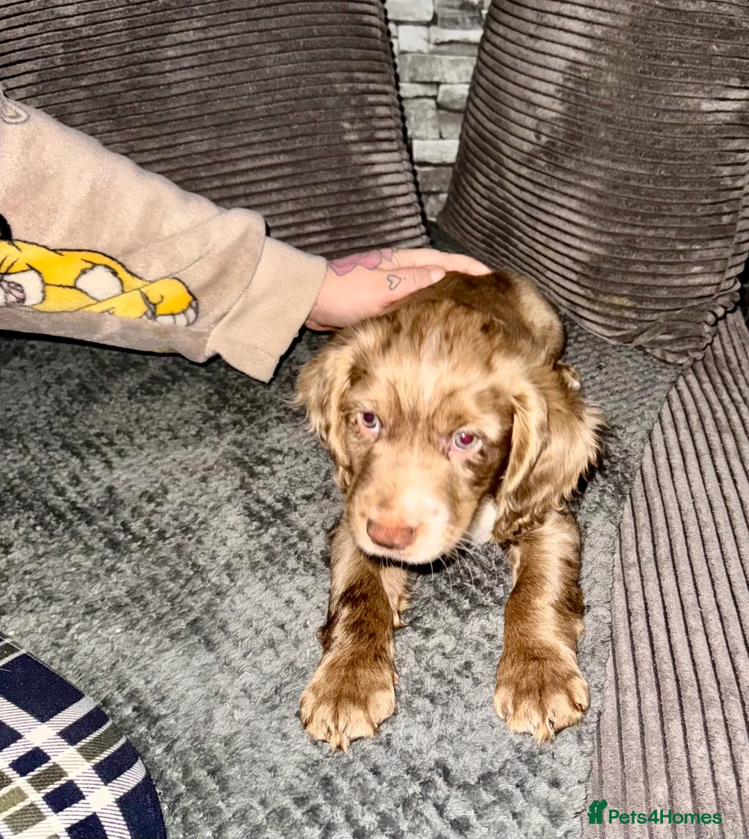 Cocker Spaniel dogs for sale: 💙1 BOY ABSOLUTELY STUNNING STUD LEFT💙  - Advert 8