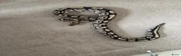 Python Snake reptiles for sale: Ball pythons various - Advert 5
