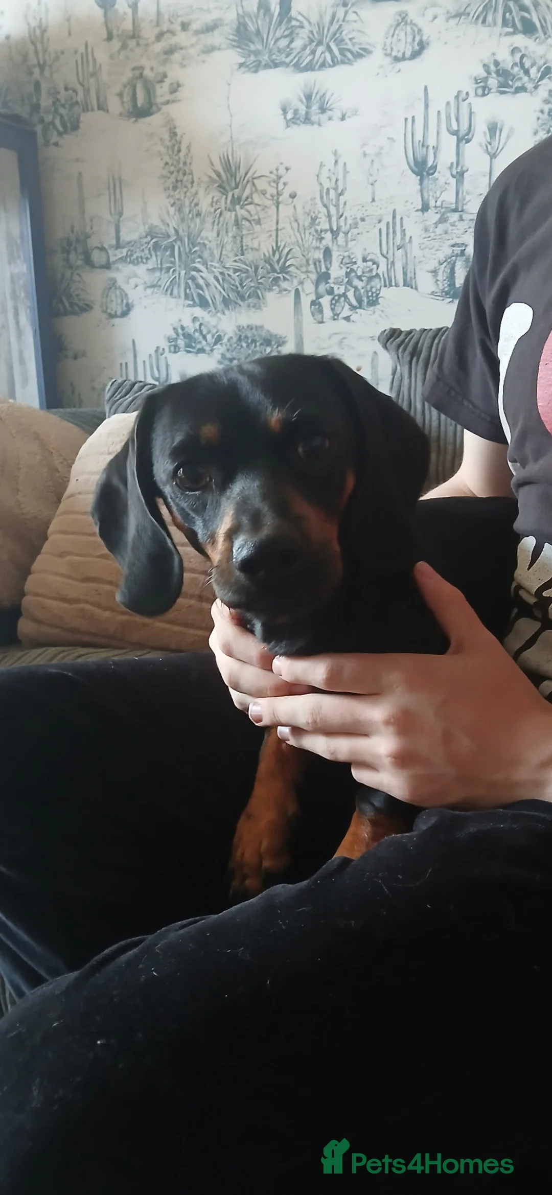 Mixed Breed dogs for sale: Roo Roo aka Reggie  - Advert 2