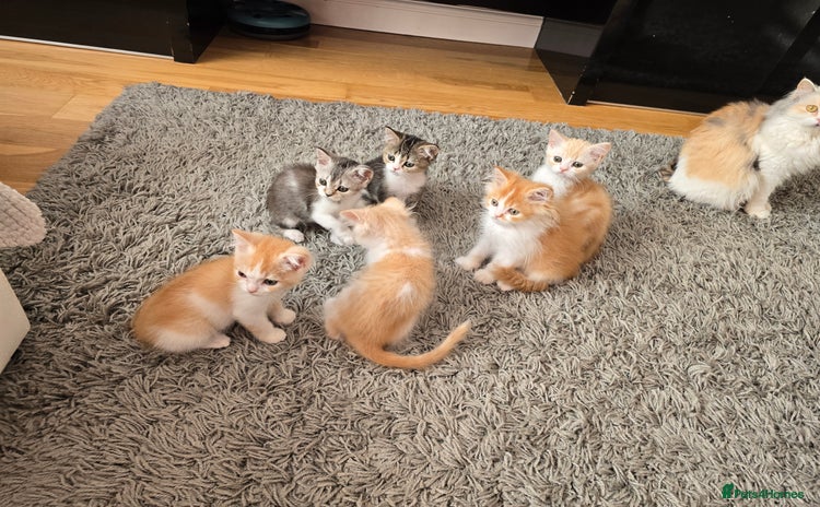 Scottish Fold cats for sale - Advert 1