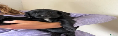Cocker Spaniel 3