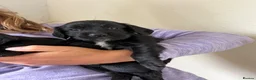 Cocker Spaniel dogs for sale: Working bred cocker spaniel pups  - Advert 6