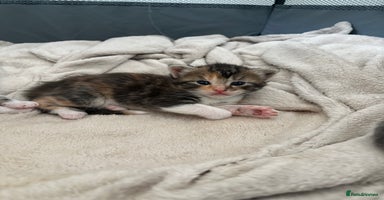 Maine Coon cats Mainecoon kittens - Advert 14