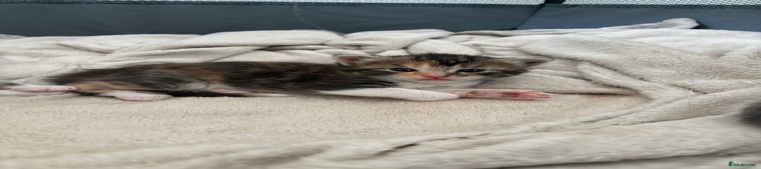 Maine Coon Kitten 5