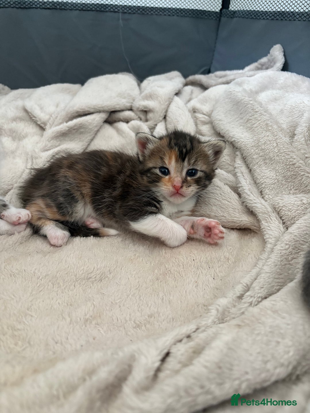 Maine Coon cats for sale: Mainecoon kittens - Image 4