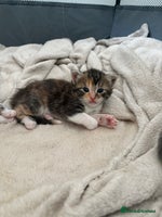 Maine Coon cats Mainecoon kittens - Advert 14