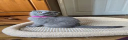 Scottish Fold cats for sale: Kittens scottish fold blue color - Advert 5