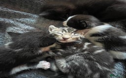 European cats for sale: Lovely kittens  - Image 14