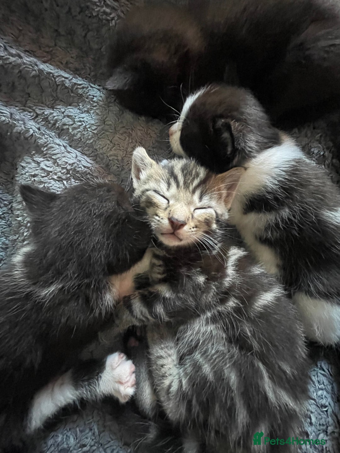 European cats for sale: Lovely kittens  - Image 14