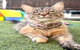 Mixed Breed cats for sale: Last little girl  - Image 6