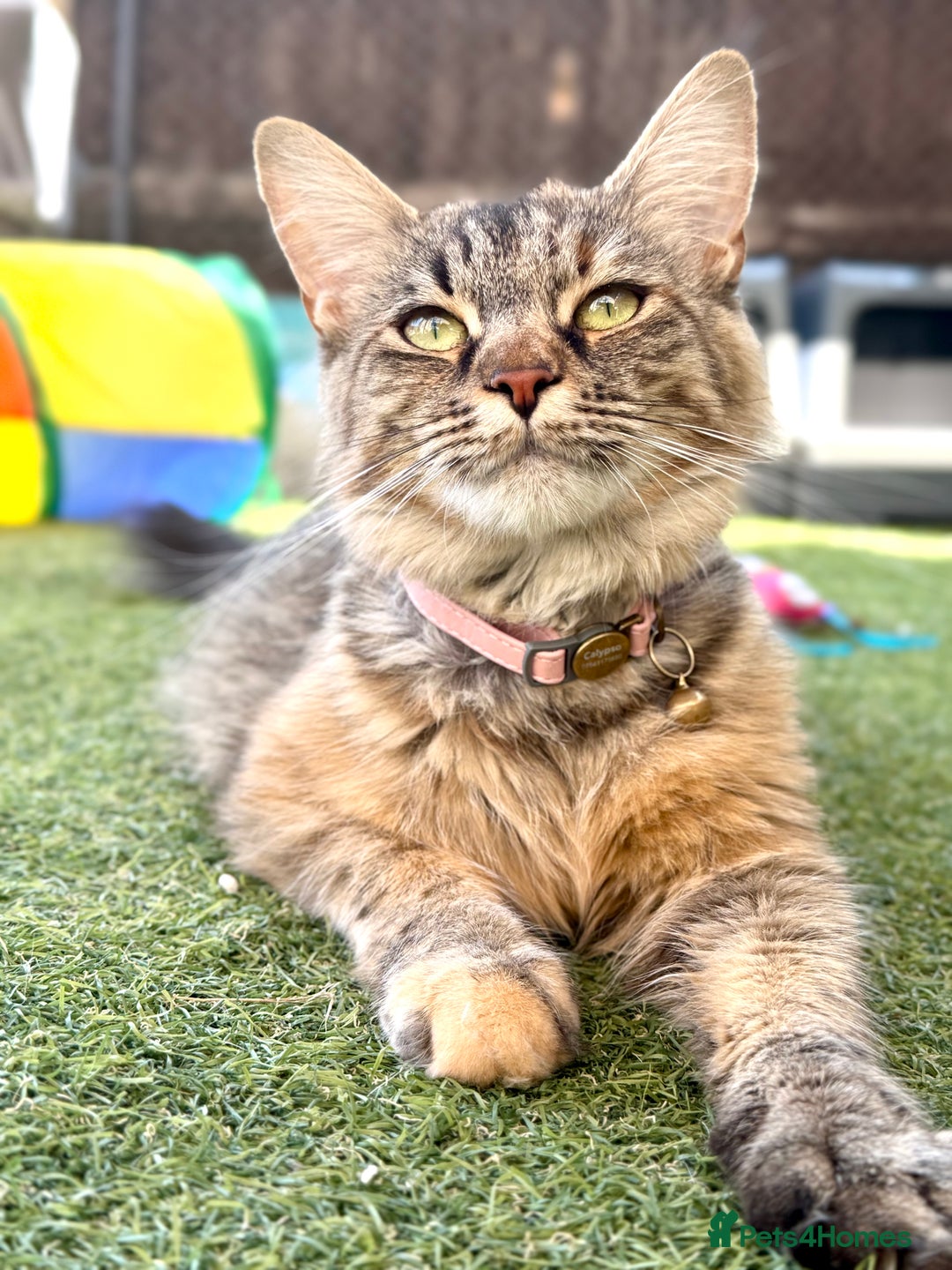 Mixed Breed cats for sale: Last little girl  - Image 6
