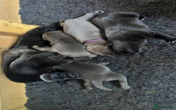 Staffordshire Bull Terrier dogs for sale: High Quality Blue & Black Staffy Puppies - Image 8