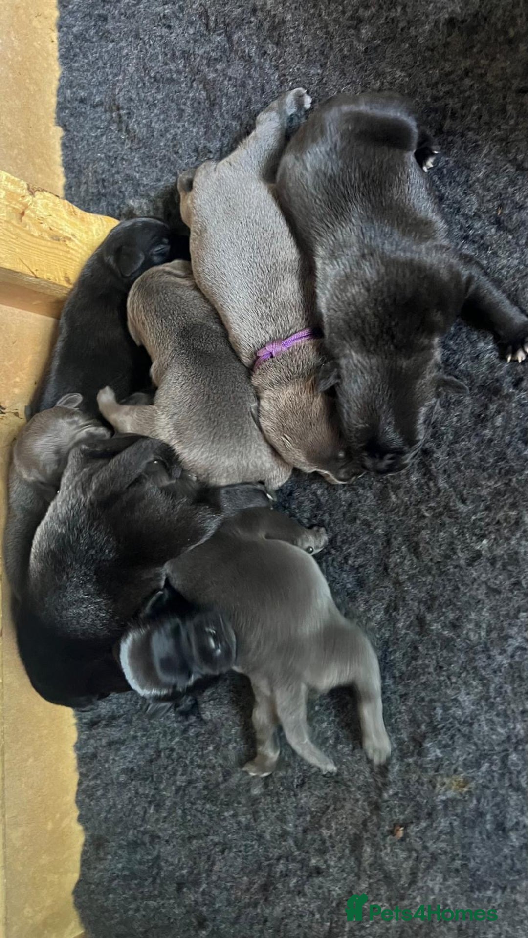 Staffordshire Bull Terrier dogs for sale: High Quality Blue & Black Staffy Puppies - Image 8