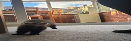Ferret rodents for sale: 13 week old Female Ferret - Advert 2