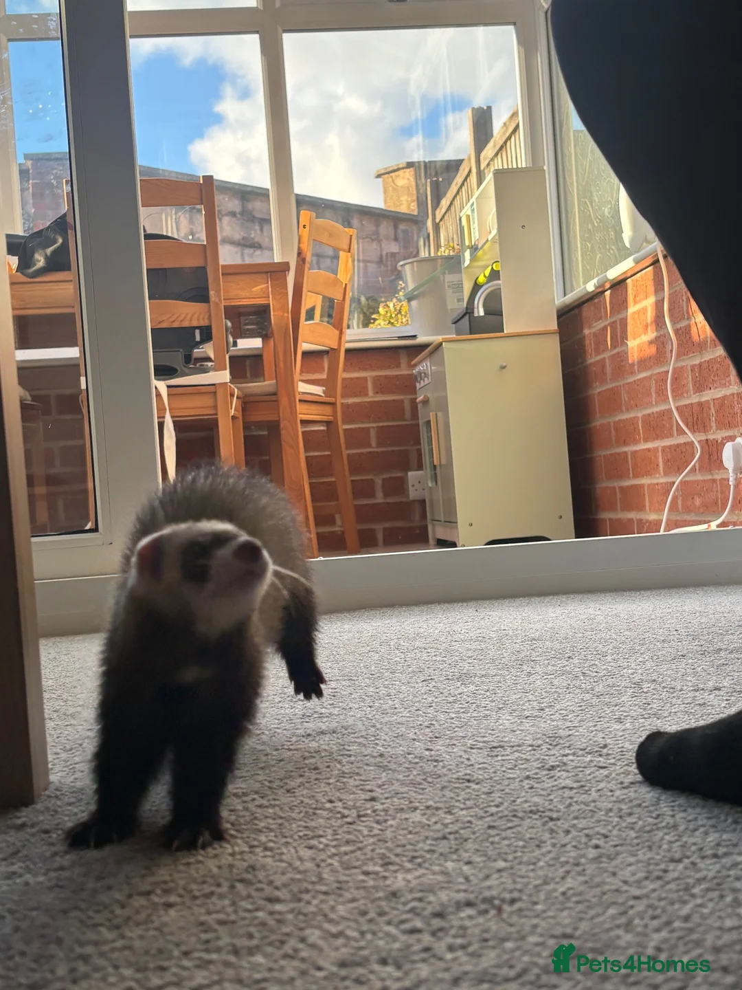Ferret rodents for sale: 13 week old Female Ferret - Advert 2