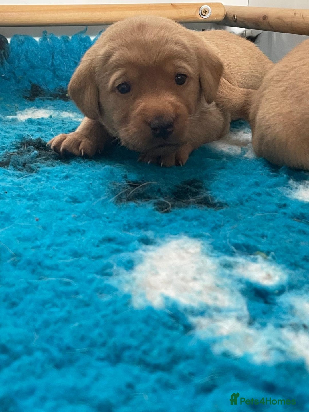 Labrador Retriever dogs for sale: Gorgeous Fox Red Labradors  - Image 6