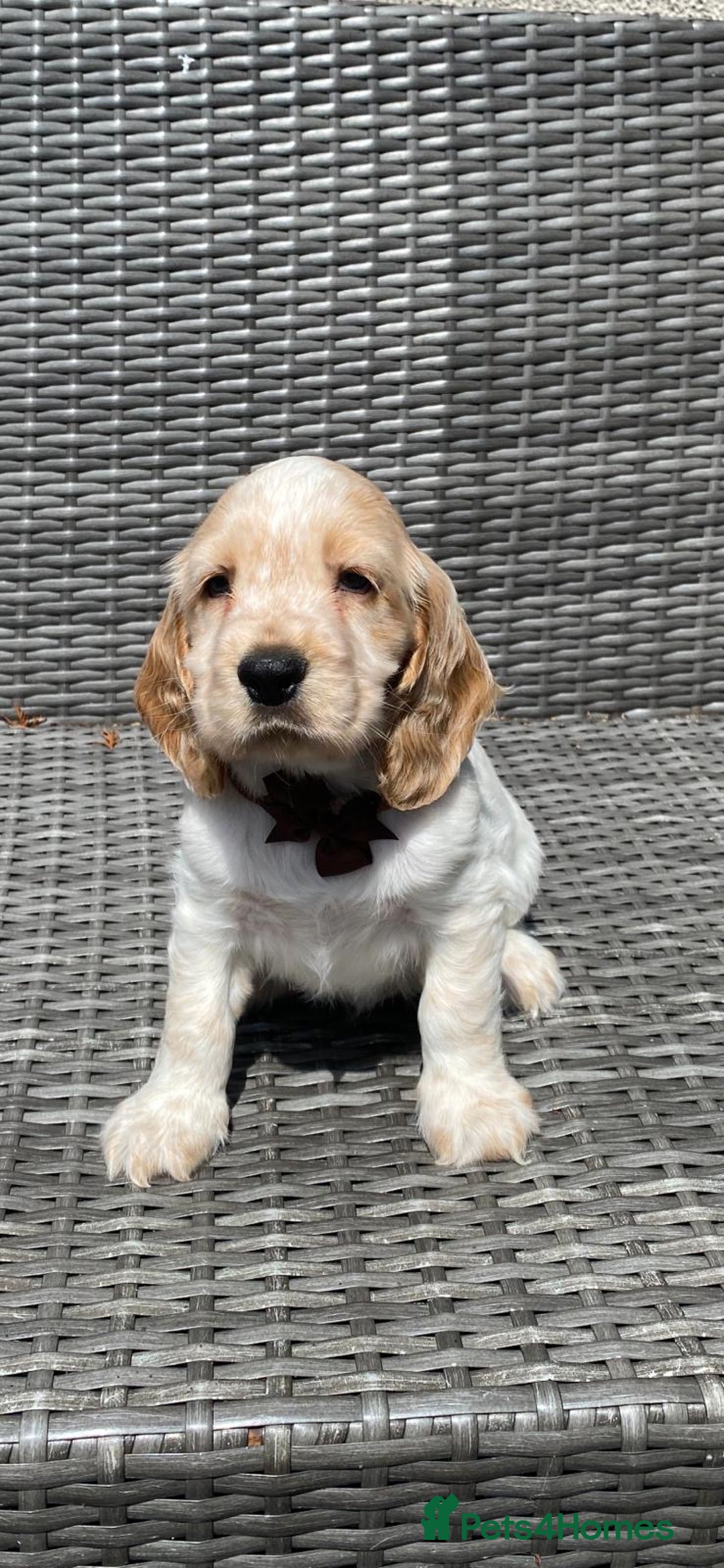 Cocker Spaniel dogs for sale: KC Registered Show Type Cocker Spaniel Pups - Image 5