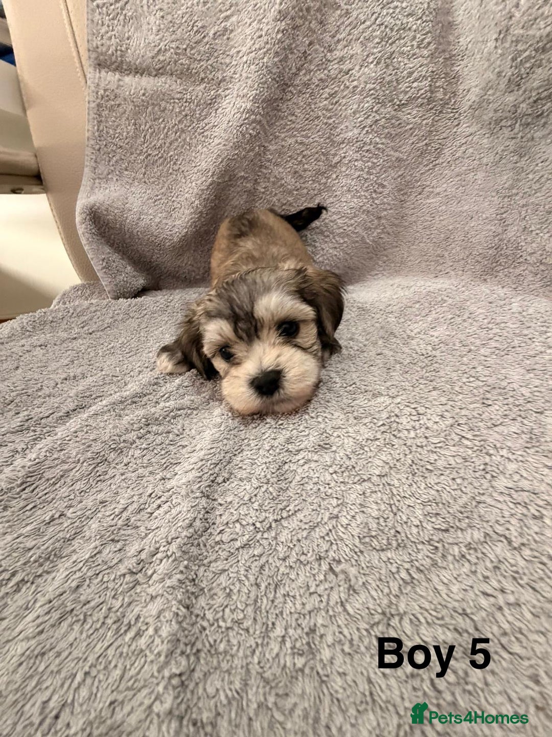 Mixed Breed dogs for sale: Chorkie - Maltese Mix for Sale - Advert 17