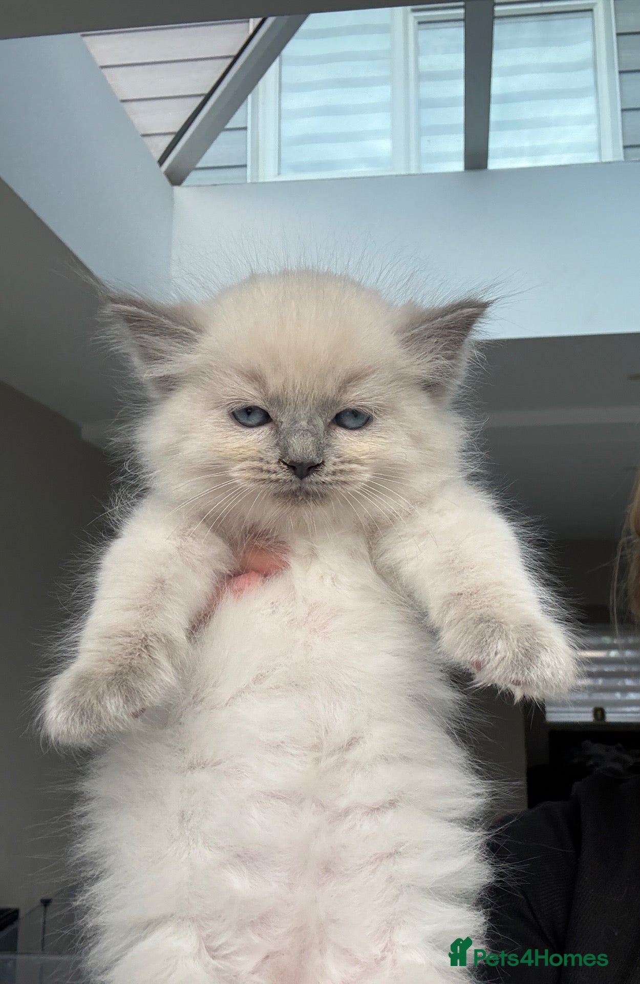Ragdoll cats Full breed ragdoll kittens mink - Advert 4