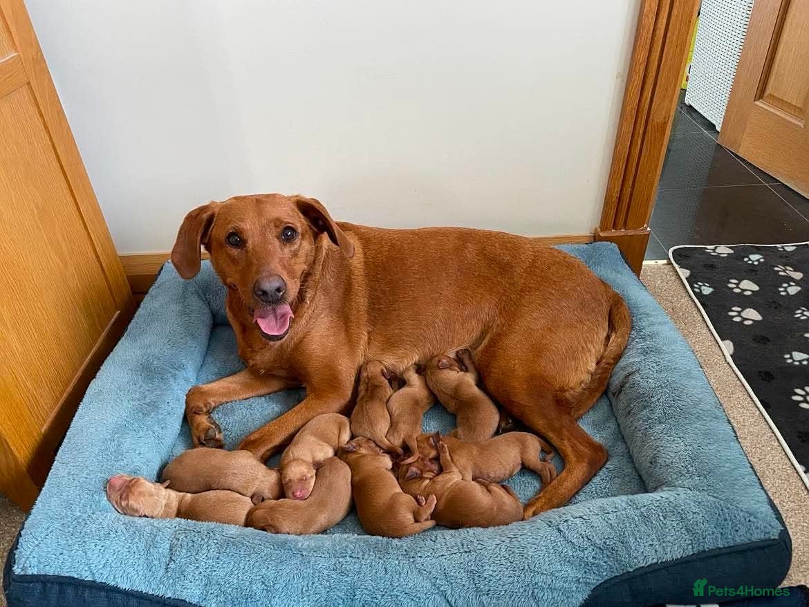 Labrador Retriever dogs KC REG FOX RED LABRADOR PUPPIES - Advert 1