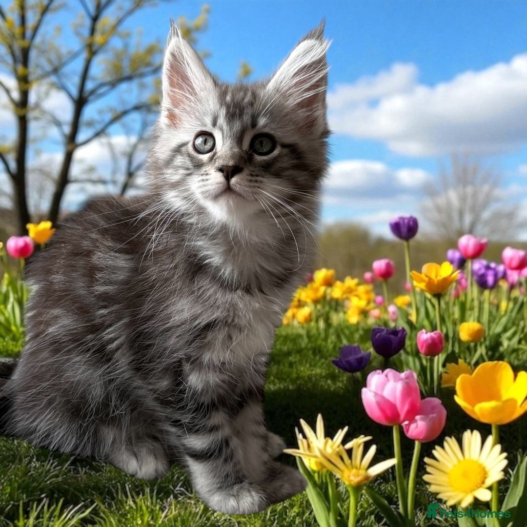 Maine Coon cats for sale: Outstanding pedigree Maine coons  - Image 10