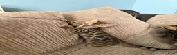 Bengal cats for sale: TICA Bengal kittens available.  - Advert 13