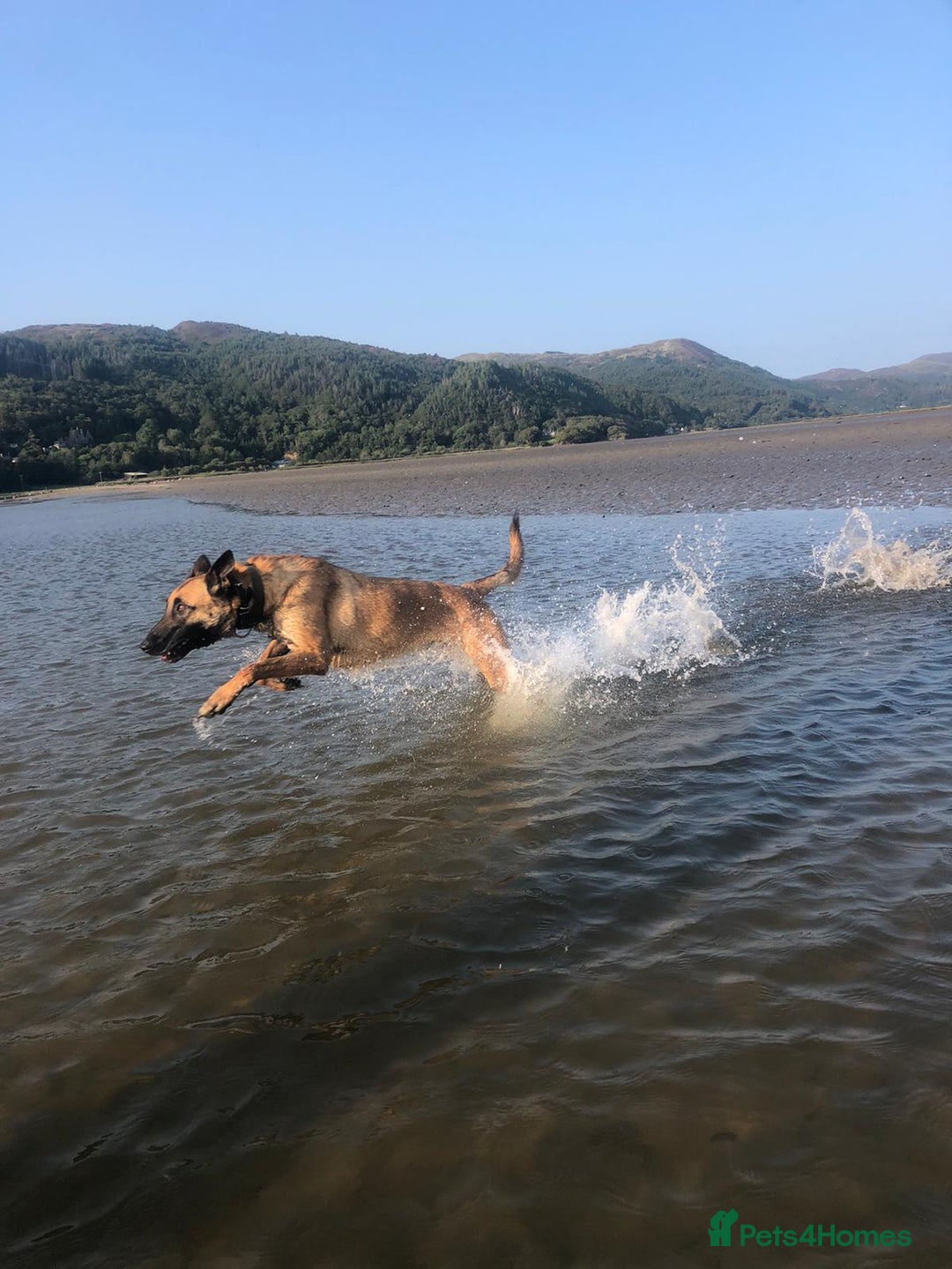 Belgian Shepherd Dog dogs for sale: Belgian Malinois is due before 5th of January - Advert 8