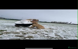 Labrador Retriever dogs for sale: golden lab for sale - Image 4