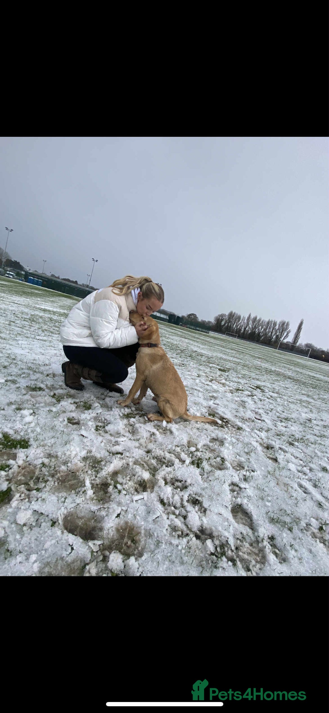 Labrador Retriever dogs for sale: golden lab for sale - Image 4
