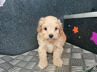 Cavapoochon dogs Cavapoochon puppies for sale - Advert 5