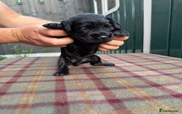 Cocker Spaniel dogs for sale: Working cocker spaniel puppies - Image 15